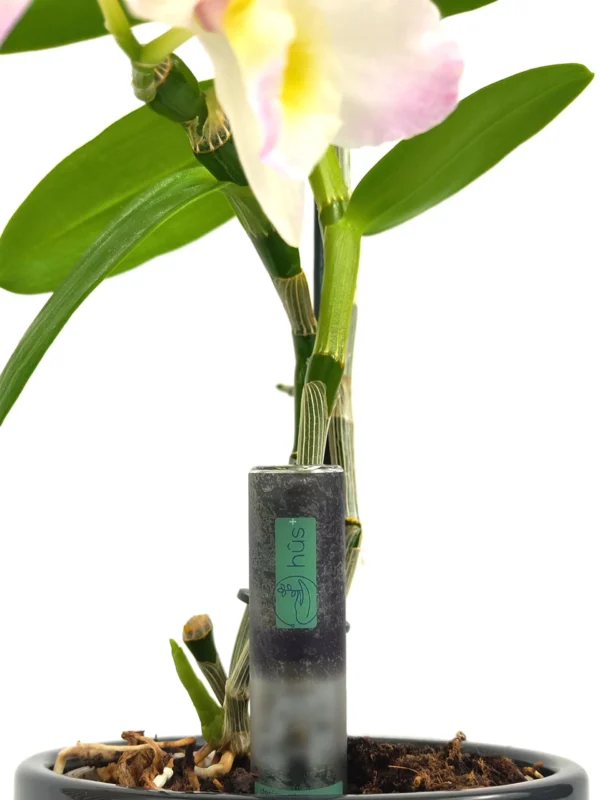 flower eco - Digitaler Gießanzeiger im 6er Pack – Bild 3