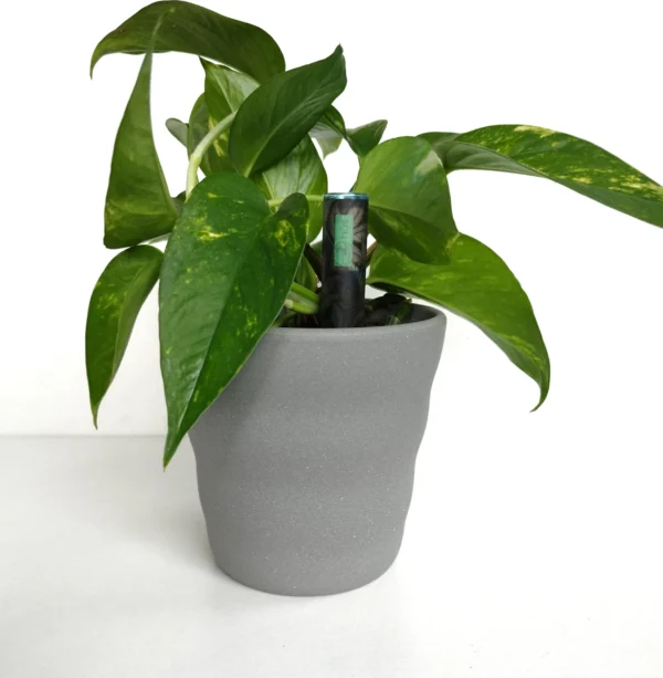 flower smart - WLAN Pflanzensensor im 3er Pack – Bild 3
